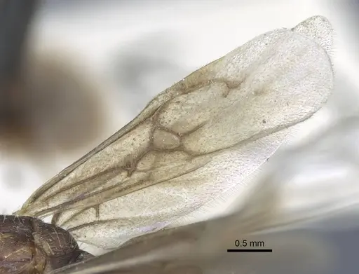 Myrmica gallienii - CASENT0916884