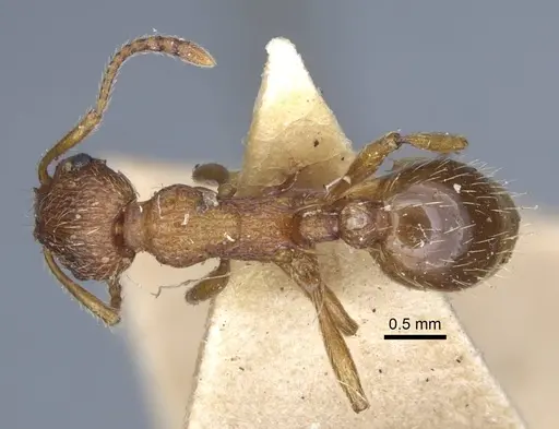 Myrmica gallienii - CASENT0916885