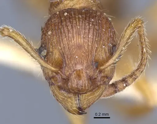 Myrmica gallienii - CASENT0916885