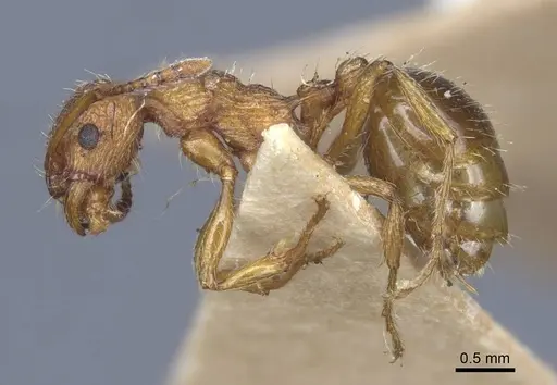 Myrmica gallienii - CASENT0916885