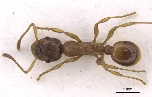 Myrmica gallienii - CASENT0922791