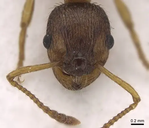 Myrmica gallienii - CASENT0922791