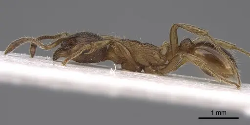 Myrmica gallienii - CASENT0922791