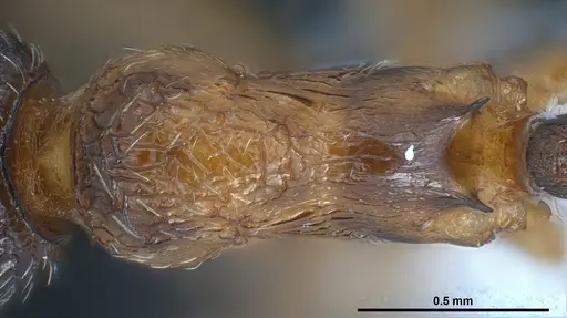 Myrmica gebaueri specimen