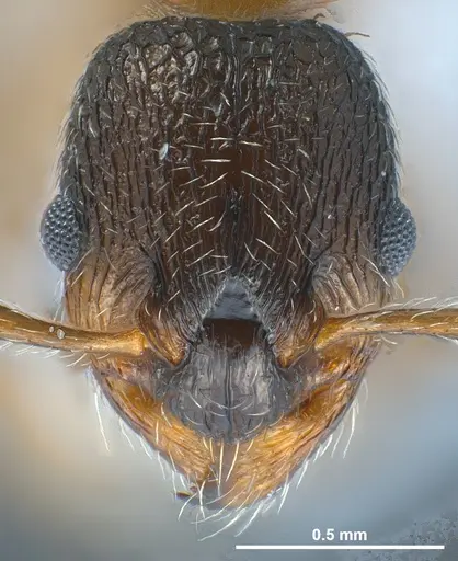 Myrmica gebaueri specimen