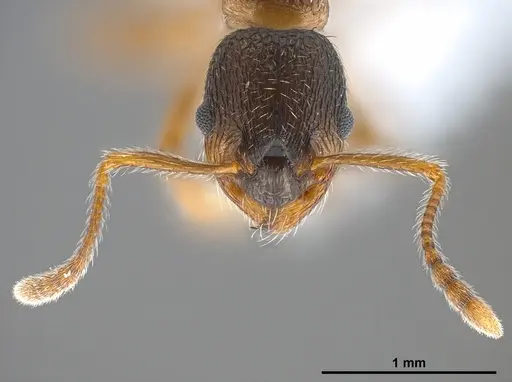 Myrmica gebaueri specimen