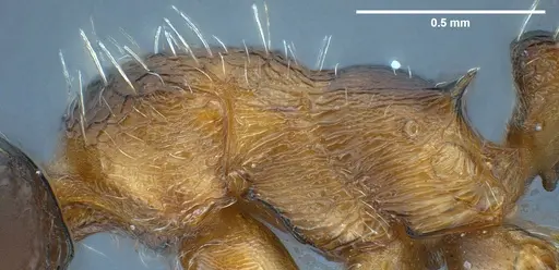 Myrmica gebaueri - ANTWEB1041279