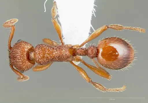 Myrmica glacialis specimen
