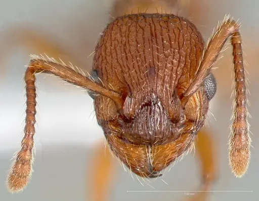 Myrmica glacialis specimen