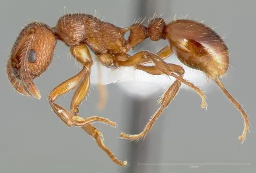 Myrmica glacialis specimen