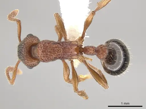 Myrmica glacialis - CASENT0647891