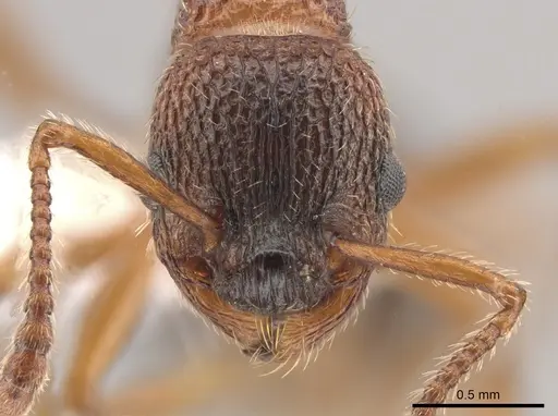 Myrmica glacialis - CASENT0647891