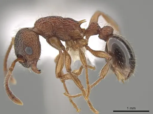 Myrmica glacialis - CASENT0647891