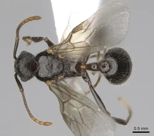 Myrmica glacialis - CASENT0862350