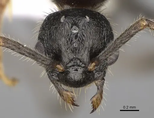 Myrmica glacialis - CASENT0862350