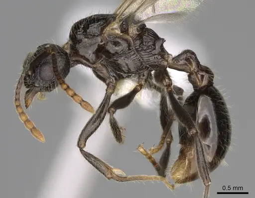 Myrmica glacialis - CASENT0862350