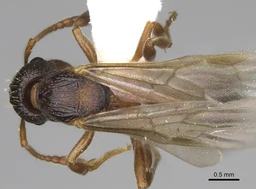 Myrmica glacialis - CASENT0862445