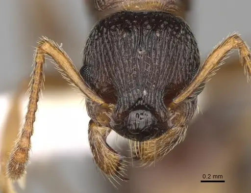 Myrmica glacialis - CASENT0862445