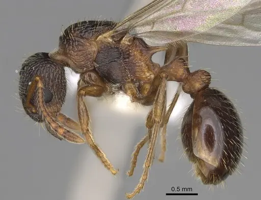 Myrmica glacialis - CASENT0862445