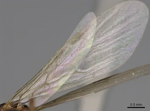 Myrmica glacialis - CASENT0862445