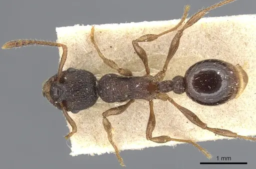 Myrmica glacialis - CASENT0904078