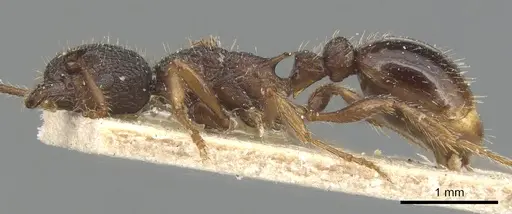 Myrmica glacialis - CASENT0904078