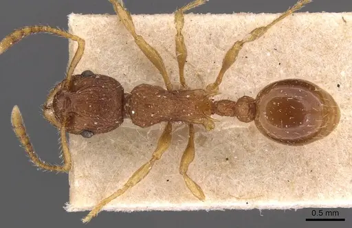 Myrmica glacialis - CASENT0907639