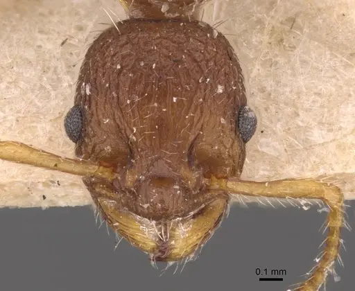 Myrmica glacialis - CASENT0907639