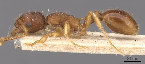 Myrmica glacialis - CASENT0907639
