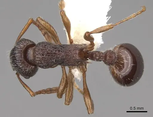 Myrmica glacialis - CASENT0922753