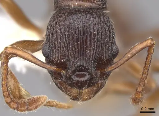 Myrmica glacialis - CASENT0922753