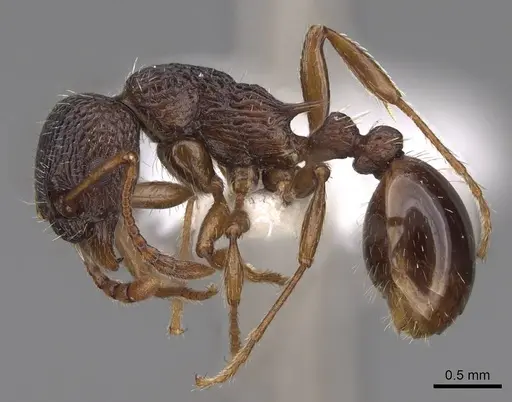 Myrmica glacialis - CASENT0922753