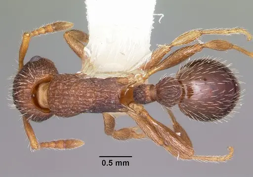 Myrmica hamulata specimen
