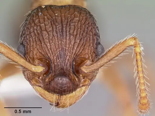 Myrmica hamulata specimen