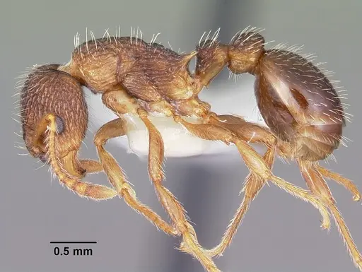 Myrmica hamulata specimen