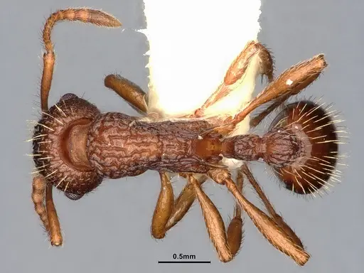 Myrmica hamulata - CASENT0884270