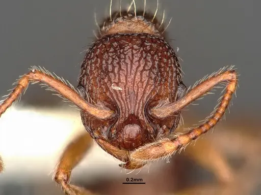 Myrmica hamulata - CASENT0884270