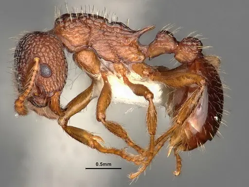 Myrmica hamulata - CASENT0884270
