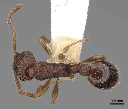 Myrmica hamulata - CASENT0922754