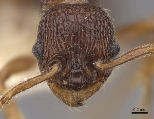 Myrmica hamulata - CASENT0922754