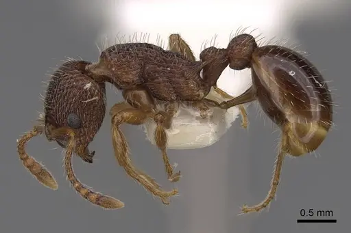 Myrmica hamulata - CASENT0922754