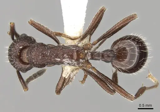 Myrmica hecate specimen