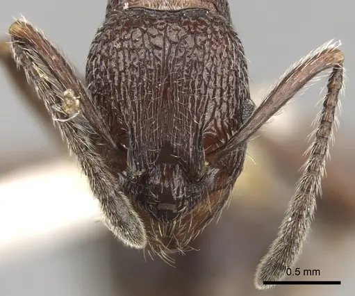 Myrmica hecate specimen