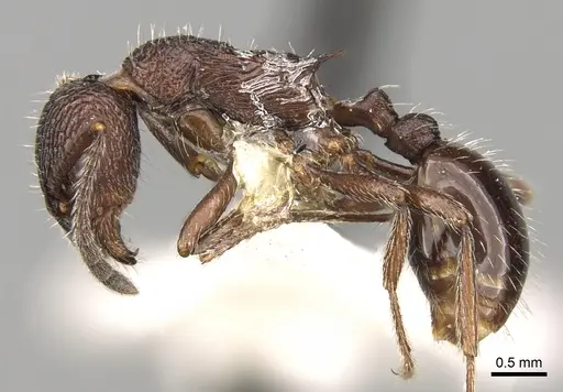 Myrmica hecate specimen