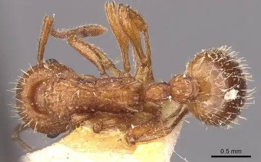 Myrmica hellenica specimen