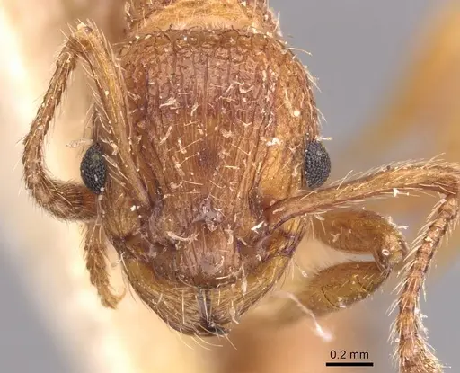 Myrmica hellenica specimen