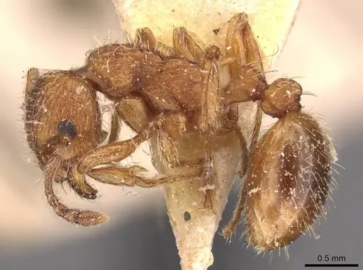 Myrmica hellenica specimen