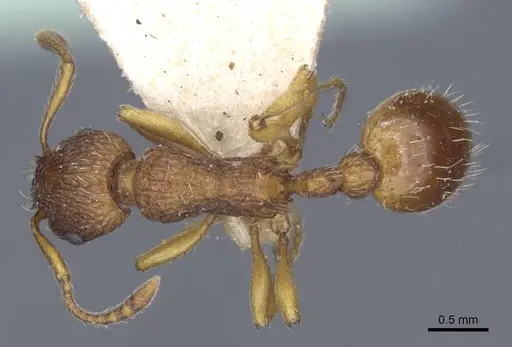 Myrmica hellenica - CASENT0916891