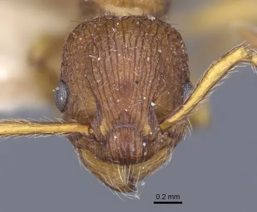 Myrmica hellenica - CASENT0916891