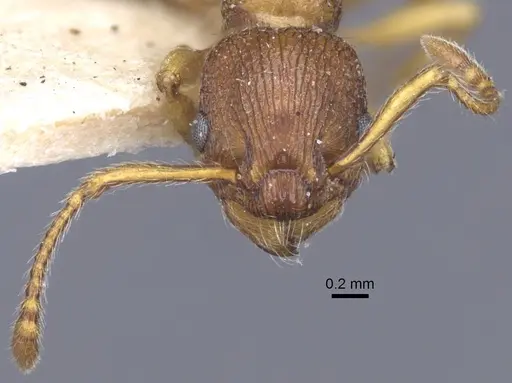 Myrmica hellenica - CASENT0916891